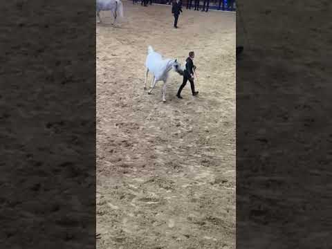 KAYED AL HAYAL. NADER AL JAMAL & REHAN AL JAMAL Straight Egyptian World Championship