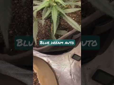 Feminized blue dream auto! #indoorplants #homegrown #tentgrow