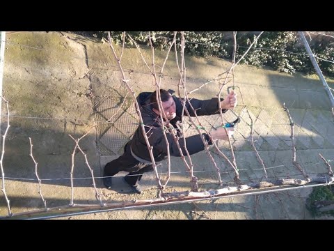 , title : 'How to prune and grow grapes (vine) on a pergola and arbor.'