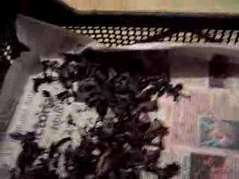 comment nettoyer trompettes de la mort