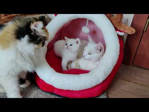 Cat Sofia and kitten Dino are playing with a toy.