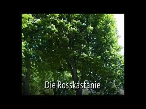 VID Botanik - Die Rosskastanie
