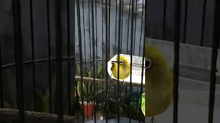 Download lagu Pleci Zipper Wit Wit Tulit || Pleci Pacitan Gacor || Pancingan Pleci || Terapi Pleci mp3 Download lagu Pleci Zipper Wit Wit Tulit || Pleci Pacitan Gacor || Pancingan Pleci || Terapi Pleci mp3