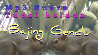 Download lagu MP3 SUARA BAJING/TUPAI KELAPA bisa banget buat hunting👍👍 mp3