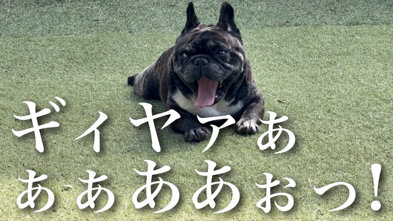 愛犬がとんでもない声で吠えるので聞いてください