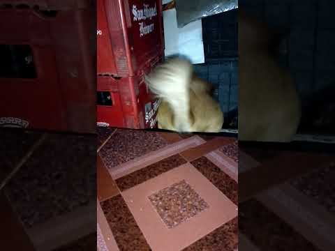 #dancingtail#youtubeshorts