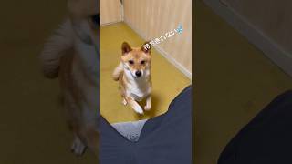 待ちきれない豆柴が可愛すぎる件 #shibainu #柴犬 #cute #犬のいる暮らし #おあずけ