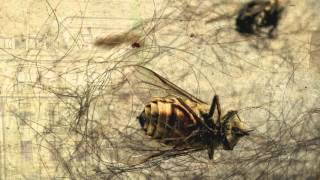 ASP - Loreley (Hörprobe) [Verfallen - Folge 1: Astoria]