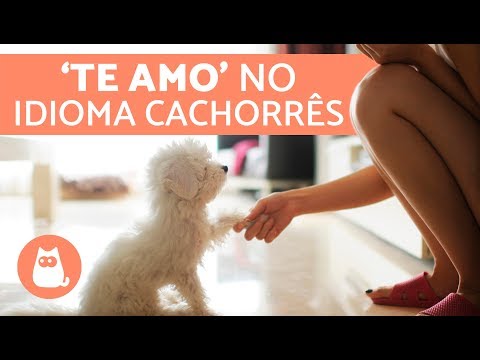 7 Ways to Say I Love You to a Dog