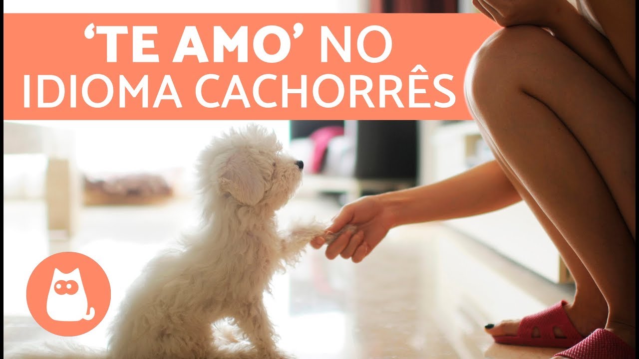 7 maneiras de dizer eu te amo para um cachorro