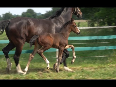 *2020 Stute von Kjento - Diamond Hit SOLD!!!