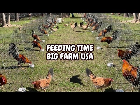 Beautiful Big Farm Georgia USA Outdoor Pens Feeding Time - Dre RedCliff Farm