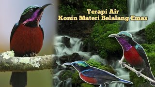 Download lagu Konin Materi Belalang Emas Terapi Air mp3
