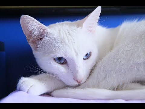 Segredos Revelados: Laxante Caseiro para Gatos que Funciona!