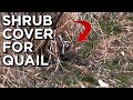 Habitat Bobwhite Quail NEED!! | Woody Cover