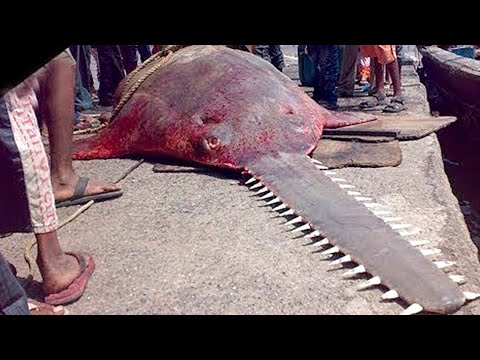 7 Most Dangerous Fish in the World That You Shouldn't Encounter