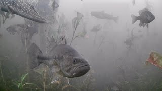 HUNDREDS of FISH! Super CLEAR Underwater Footage - Ice Fishing