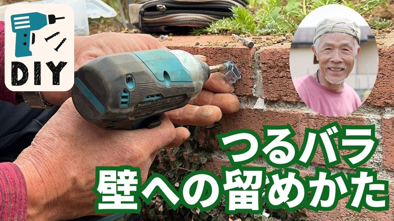 【様々な留めかたの紹介】つるバラを壁面に誘引したいとき～園主のDIY～　※壁に穴をあけるのは自己責任でお願いします！