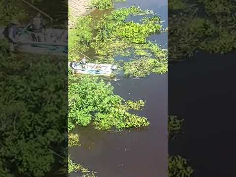 #ponte #rioparaguai #corumbá #matogrossodosul #pantanal #pesca #peixegigante #viajem #brasil