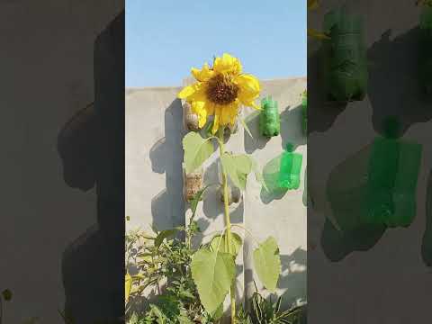 Flowers 💐 #muneebmubarikofficial #Garden #explore #lovely #nothingimposibleinthisworld #happiness