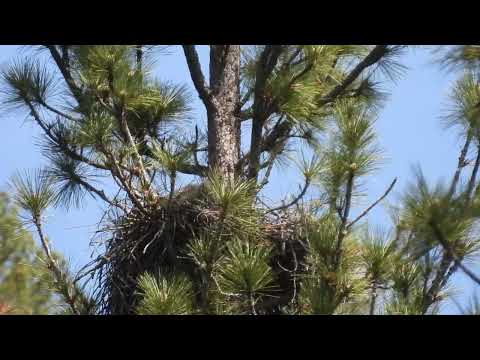 Red-tailed Hawk chick on nest, exercising wings.  May 27, 2023, Spanish Creek, Quincy, CA
