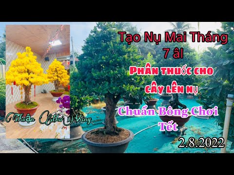 Tạo nụ cho cây mai tháng 7âl| Phân thuốc cho cây mai lên nụ chuẩn chơi tết 2023| Thuận mai vàng