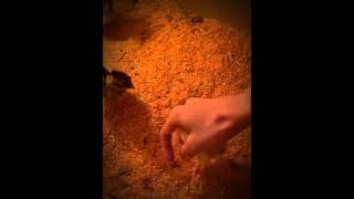 Download lagu Aseel Baby chicks fight || subscribe channel || Aseel 🐥 mp3 Download lagu Aseel Baby chicks fight || subscribe channel || Aseel 🐥 mp3