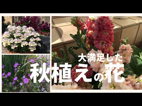 冬にどの花を植えるか デルフィナムの生い茂る植物 定期的な水やり 施肥 十分な太陽