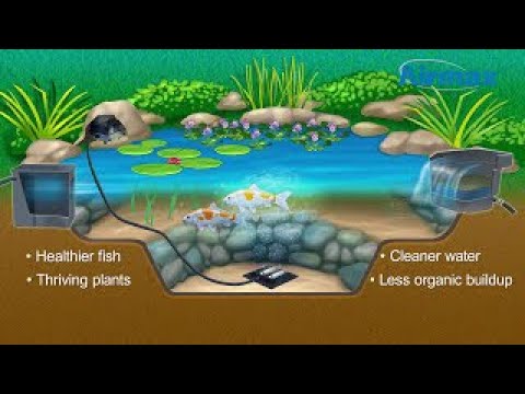 Importance of Aeration in Your Pond or Water Garden