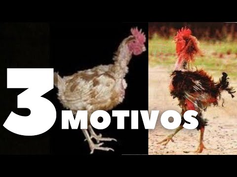 , title : 'Três motivos que causam a perda de penas nas galinhas'