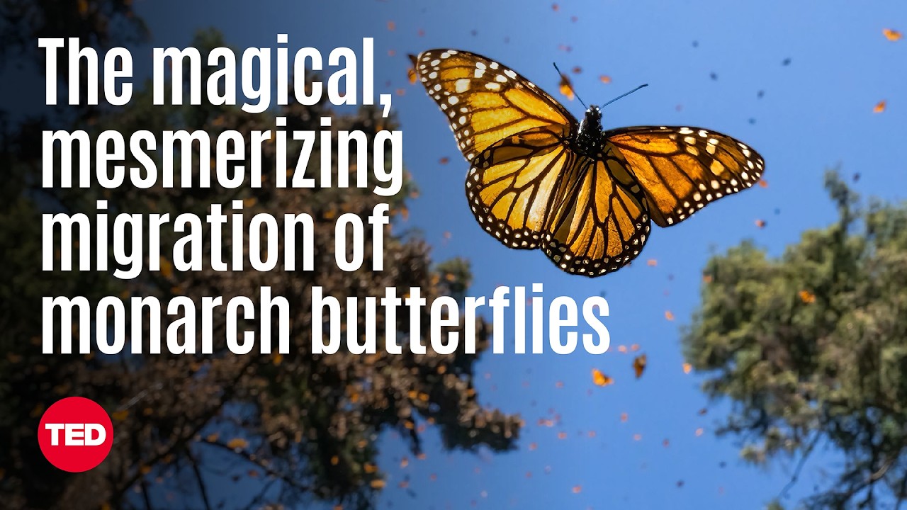 The Magical, Mesmerizing Migration of Monarch Butterflies | Jaime Rojo | TED