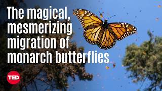 The Magical, Mesmerizing Migration of Monarch Butterflies | Jaime Rojo | TED