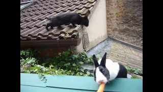 Rabbits On The Roof