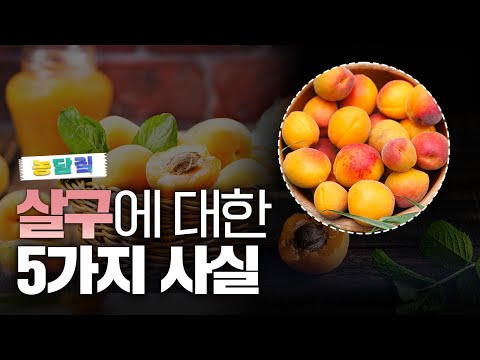 살구, 당신이 몰랐던 5가지 사실|농담짚