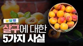 살구, 당신이 몰랐던 5가지 사실|농담짚