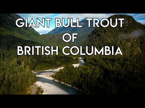 Giant Bull Trout of British Columbia