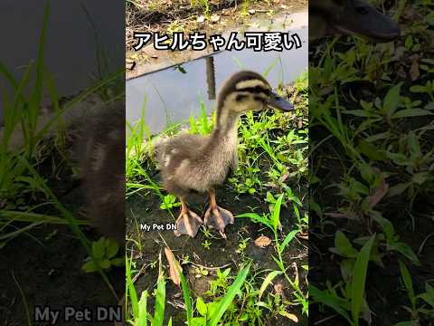 アヒルと野生のアヒルの好きな食べ物は何ですか?どれを避けるべきでしょうか?  庭園