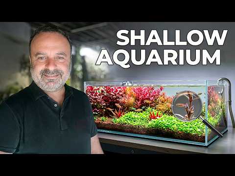 Shallow Aquarium Planted Aquascape with Fish and Plants