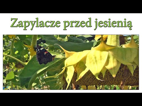 Zapylacze w ogrodzie przed jesienią - Ogrodowe pierdamony 124