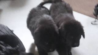 Newfoundland Puppies for Sale