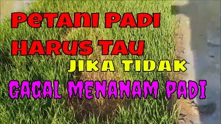 Download lagu Mistakes in Fertilizing Rice Seedlings mp3