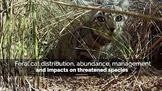 Feral cat distribution, abundance, management and impacts on threatened species