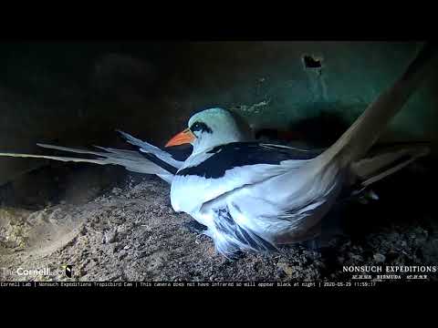 White-tailed Tropicbird Family Reunion – May 29, 2020