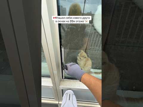 Нашел нового друга в окне 20 этажа 🐈
