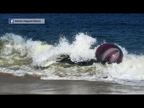 NJ Long Branch Dead Whale Washes Up On the Shoreline