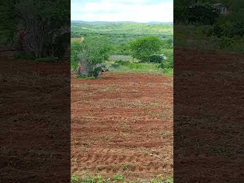 Cuite paraiba 08/03/2026.