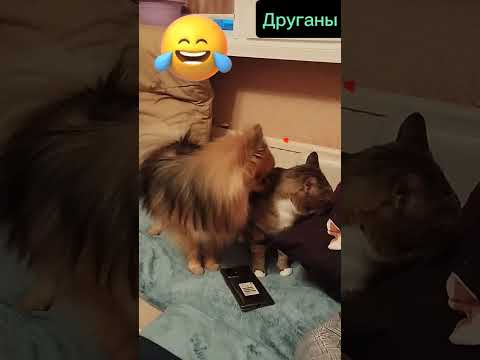 #популярное #рекомендации #история #рек #россия #животные_смешные #животныедля_детей