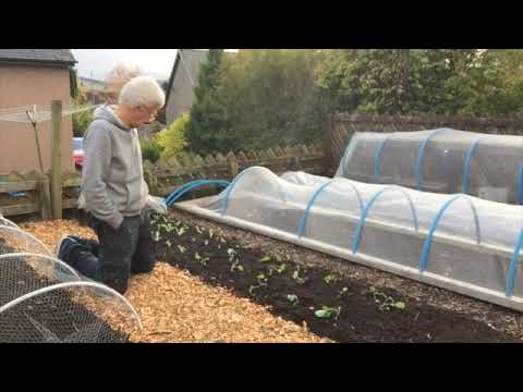 Elmsleigh  no dig  vegetable garden intro