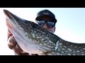 Video Thumbnail for We Found A Bay Filled With Northern Pike