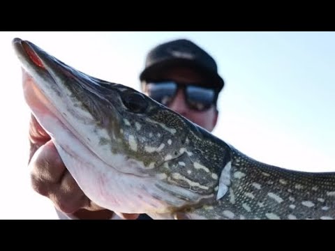We Found A Bay Filled With Northern Pike